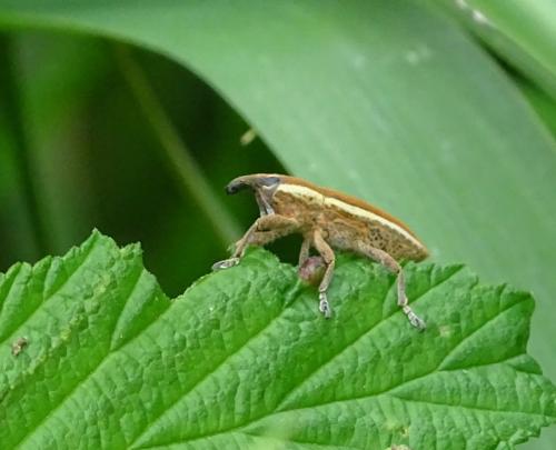 Lixus sp.